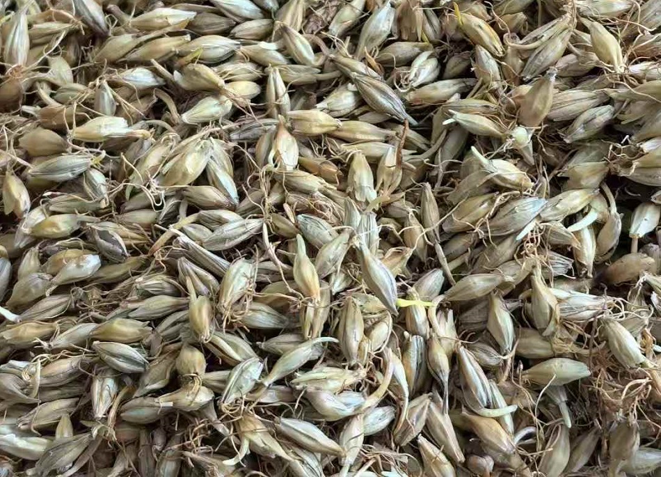 许昌不朽情缘MG-中国官方网站炒货机