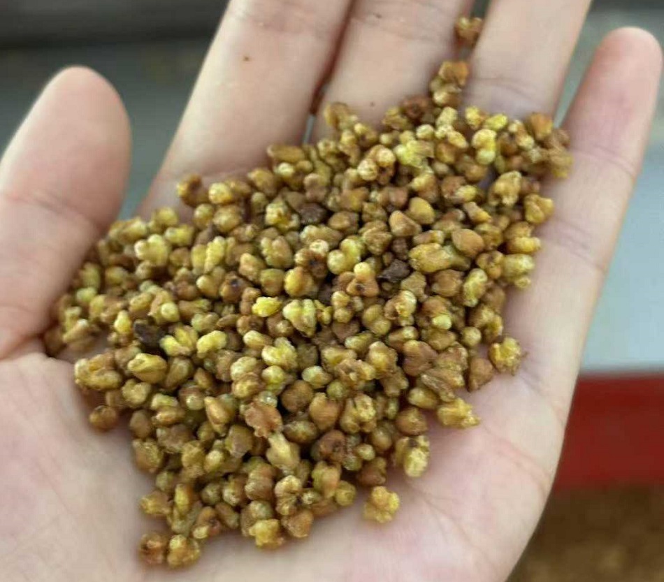 许昌不朽情缘MG-中国官方网站炒苦荞设备