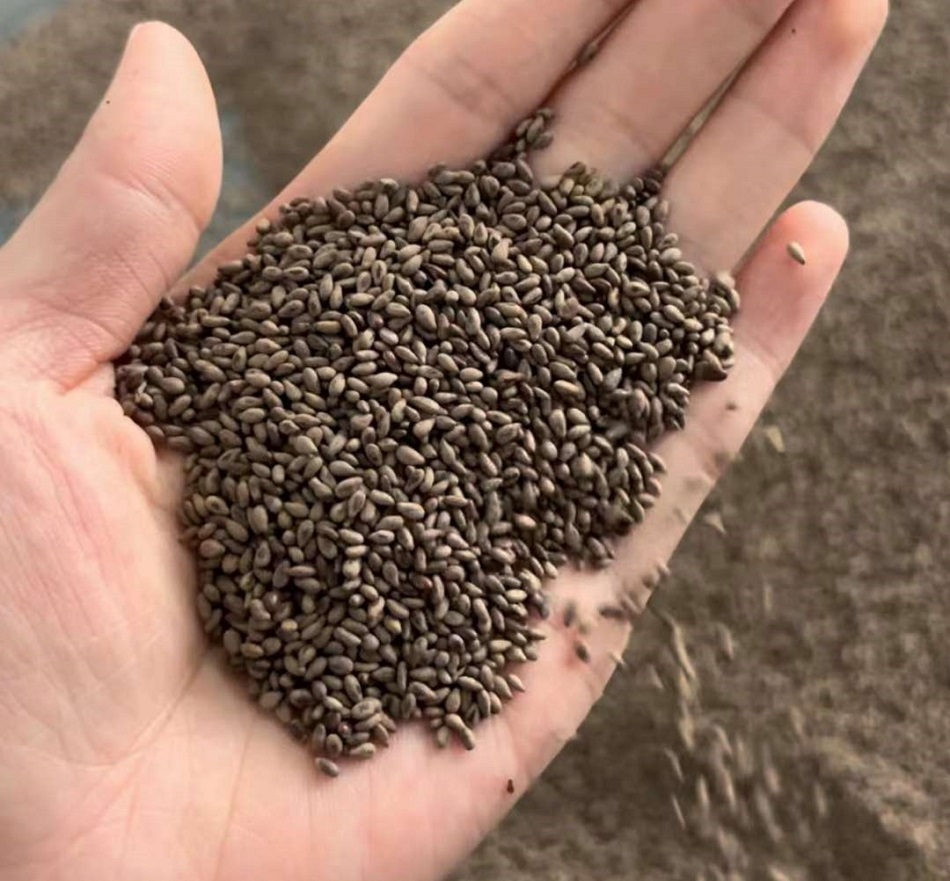 许昌不朽情缘MG-中国官方网站炒芝麻机