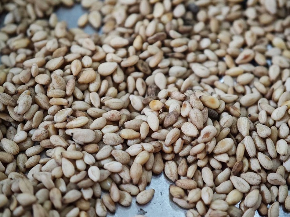 许昌不朽情缘MG-中国官方网站电磁炒芝麻设备